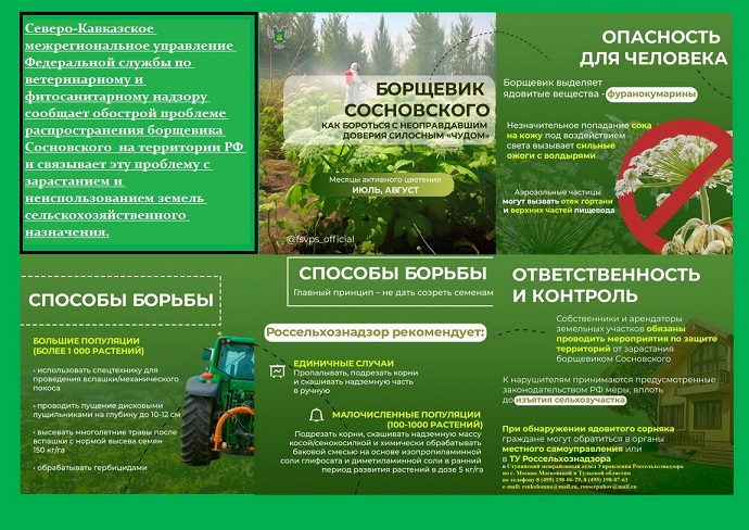 Способы борьбы с борщевиком Сосновского.